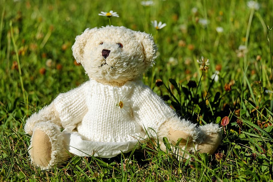 white bear plush toy, teddy, bears, cute, teddy bear, meadow HD wallpaper