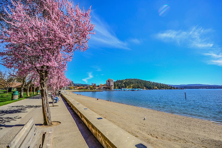resort, beach, tree, sand, lake, spring, shoreline, sky, nature HD wallpaper