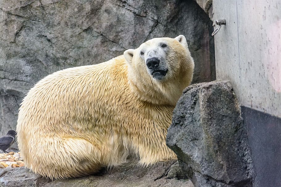 Polar Bear, Zoo, Animal, Predator, fur, white, white bear, white fur, HD wallpaper