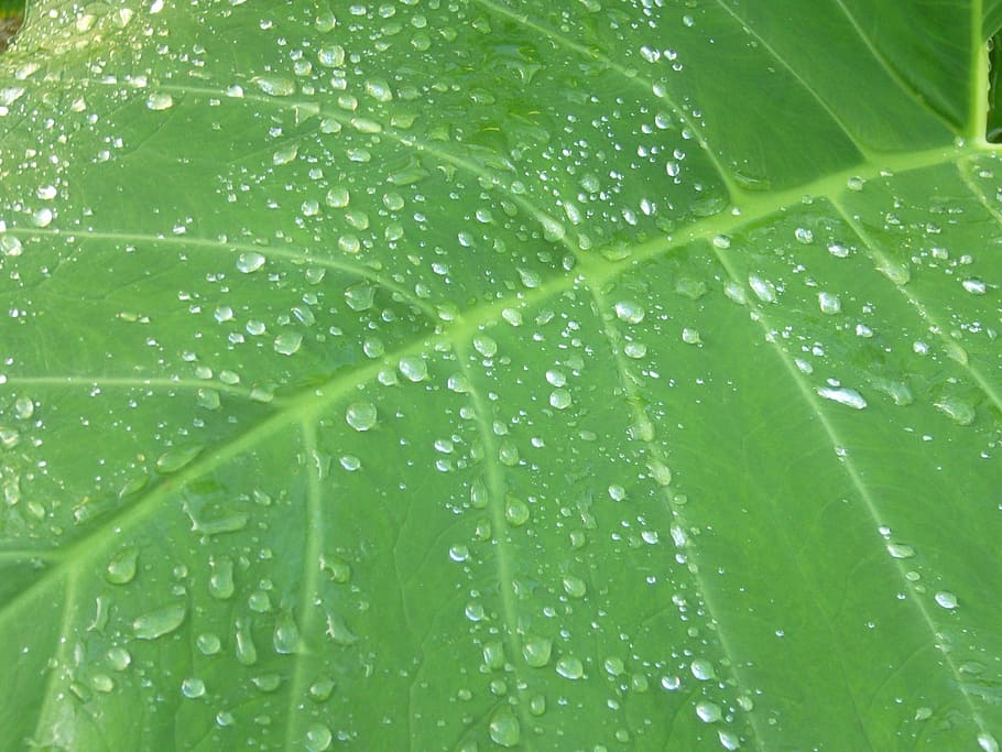 green, background, leaf, water drops, dew, nature, plant, leaves background HD wallpaper