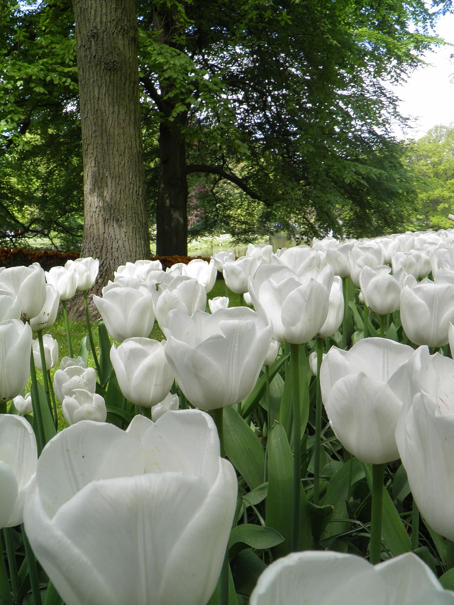 Tulips, White, Flowers, Spring, Garden, nature, outbreak, park HD wallpaper