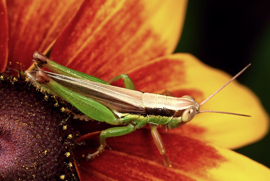 grasshopper, flowers, affix, macro, invertebrate, animal themes HD wallpaper