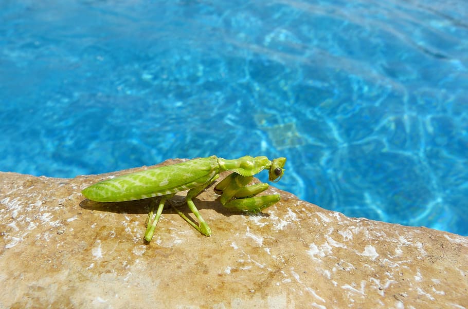 mantis, insect, animal, water, animal themes, one animal, animal wildlife HD wallpaper