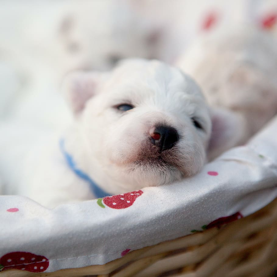 pets, bichon, puppy, one animal, domestic, animal themes, mammal HD wallpaper