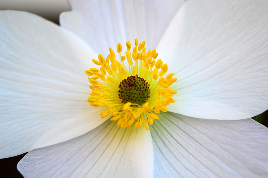 anemone, white, flower, bloom, petals, anthers, stigma, stamen, HD wallpaper
