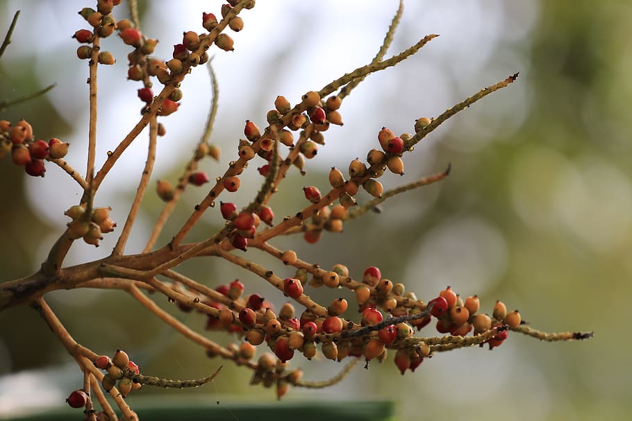 tree, plant, thailand, fruit, branch, growth, healthy eating HD wallpaper