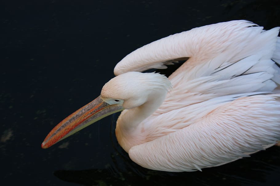 pelican, bird, rose, animal, animals in the wild, vertebrate HD wallpaper