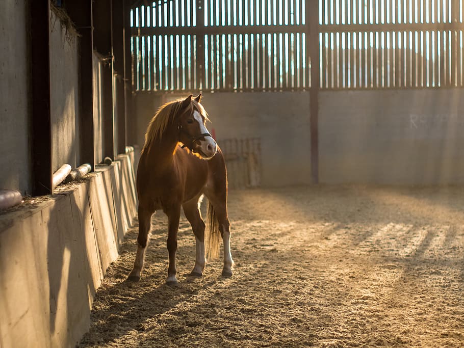 brown and white horse on stable, golden hour photography of horse in stable, HD wallpaper
