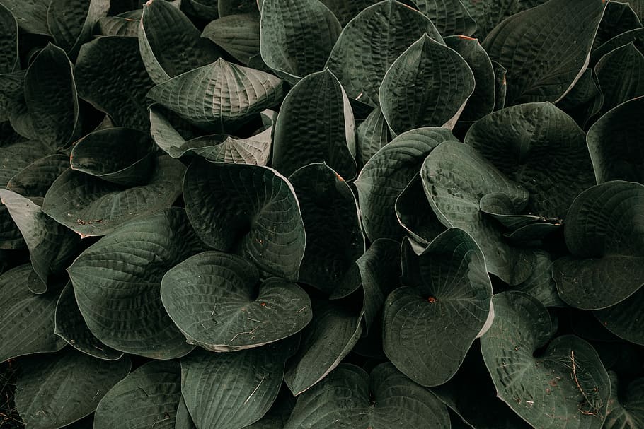 bunch of green leafed plant, green leaf plant, leaves, forest HD wallpaper