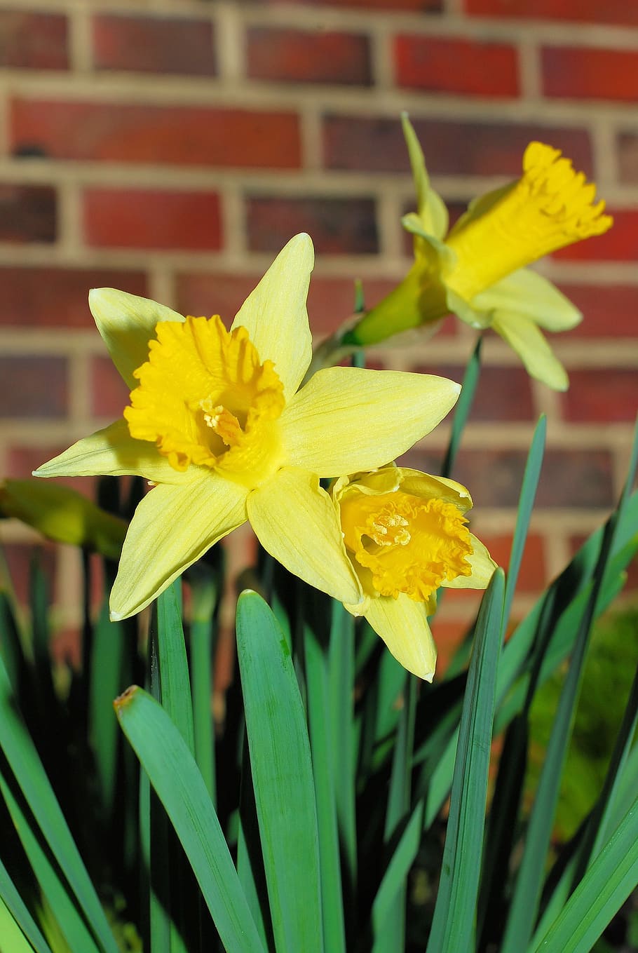 daffodils, osterglocken, yellow, spring, flowers, plant, yellow daffodils HD wallpaper