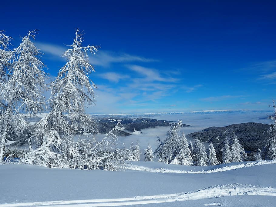 pine trees covered with snow during daytime, Skiing, Runway, Winter Sports, HD wallpaper