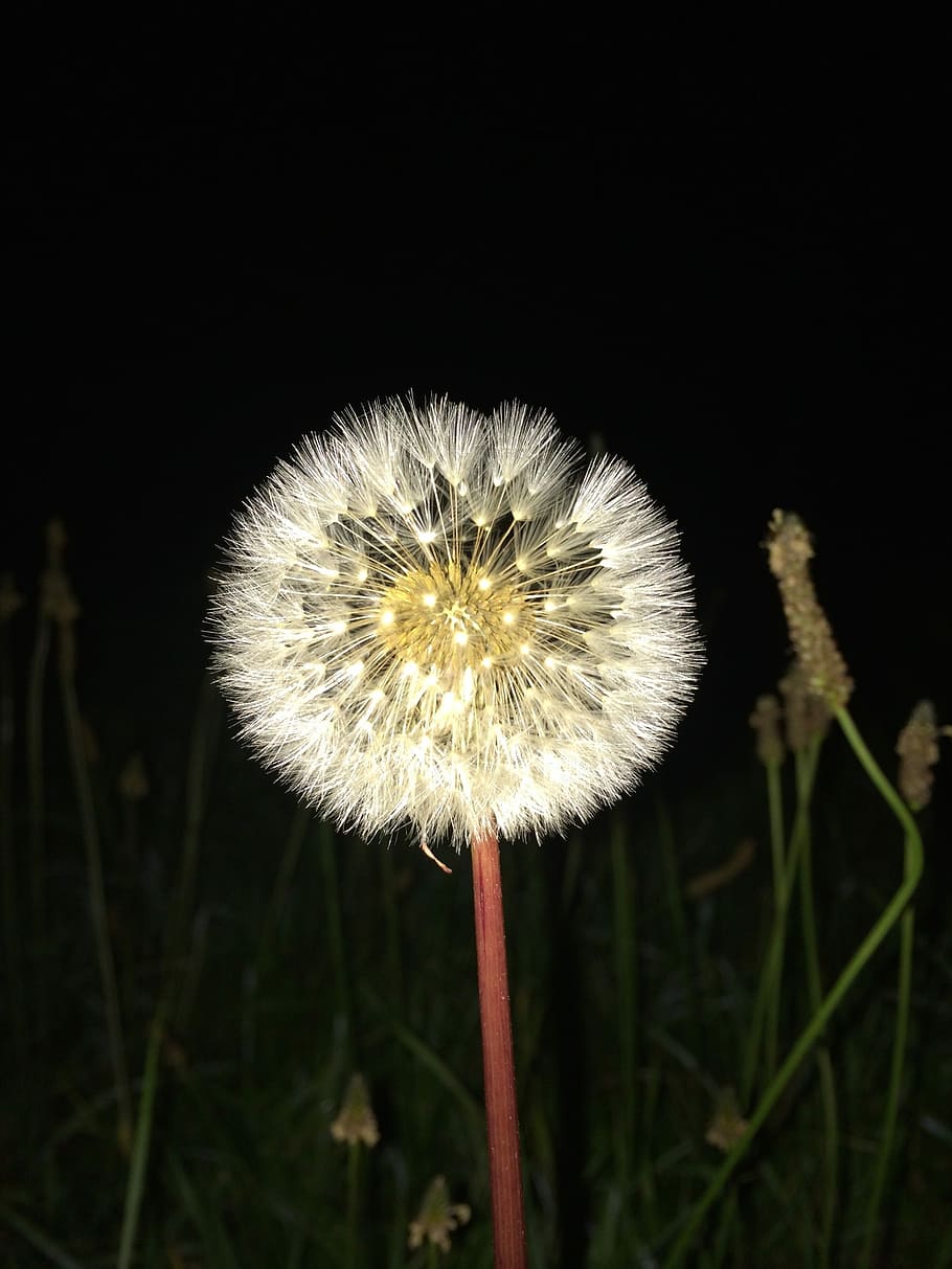 Dandelion, Night, Dark, Flower, nature, fragility, growth, plant HD wallpaper