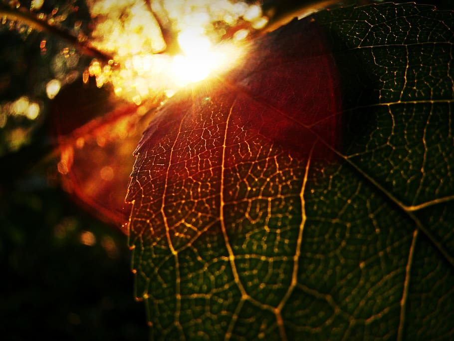Macro, Leaves, Sun, Nature, leaf, plant, close-up, tree, green Color HD wallpaper
