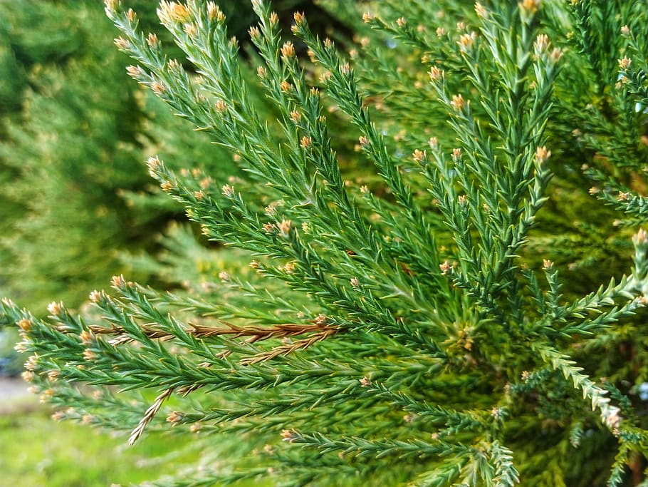 pine trees, green, green color, growth, plant, beauty in nature HD wallpaper