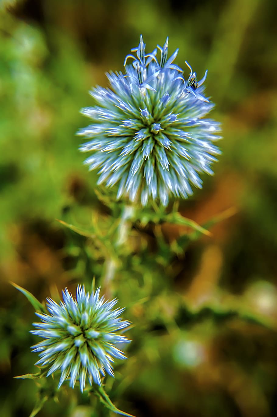 Purple and Green Petaled Flower, bloom, blossom, delicate, flora HD wallpaper