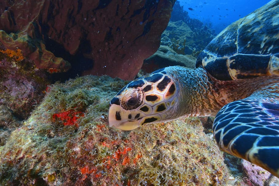 turtle, seabed, animal, animal wildlife, animal themes, animals in the wild