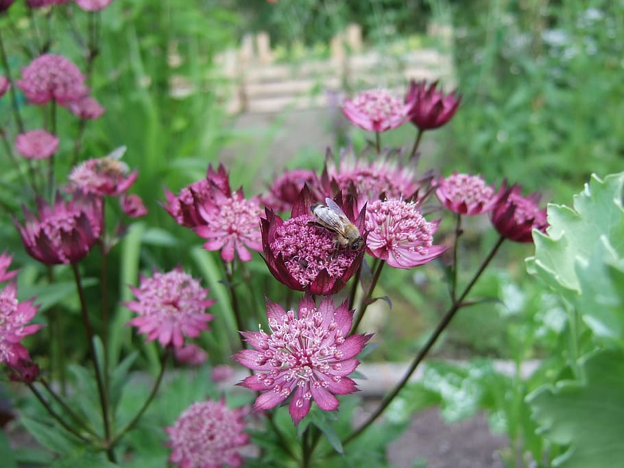 flower, astrantia, garden, flowering plant, growth, vulnerability HD wallpaper