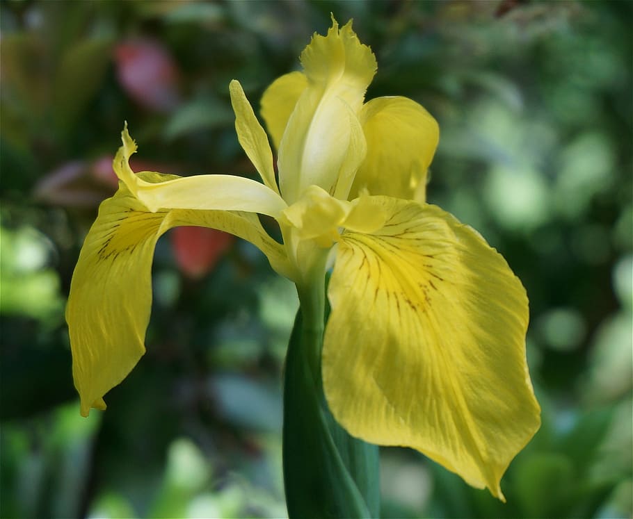 iris, plants, flowers, yellow, spring, nature, flowering plant HD wallpaper