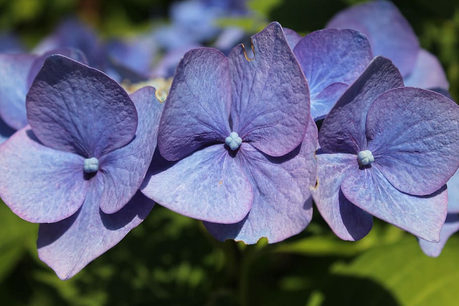 Flower, Hortensia, Hydrangea, blue, summer, blossom, botanical HD wallpaper