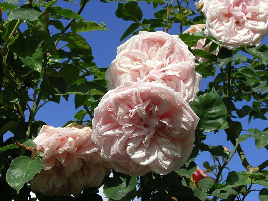 roses, pink, flowers, summer, sun, green, nature, plant, flowering plant HD wallpaper