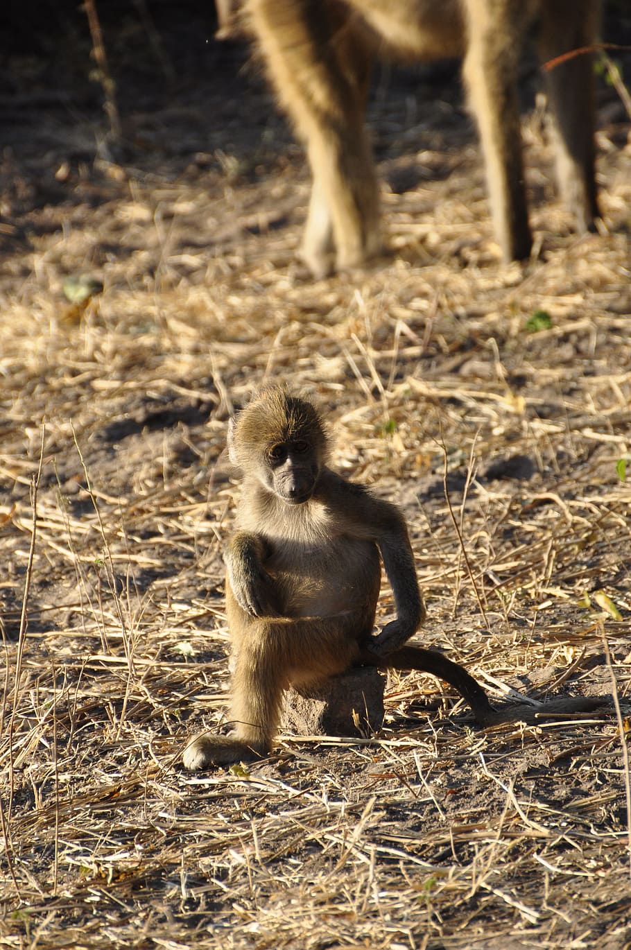 Baboon, Monkey, Young Animal, Sit, mammal, animal world, nature HD wallpaper
