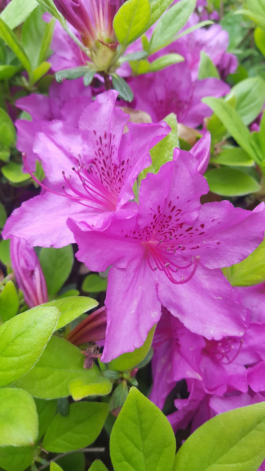 Azalea, Spring Flowers, nature, azalea flowers, pink, pink flower HD wallpaper