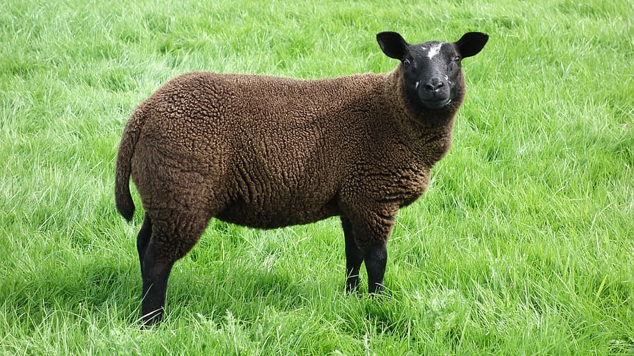 sheep, black sheep, wool, meadow, animal, sheep's wool, pasture HD wallpaper