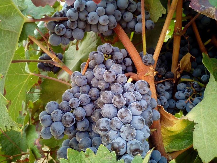 grape, black, red, vineyard, vineyards, field, wine, clusters, HD wallpaper
