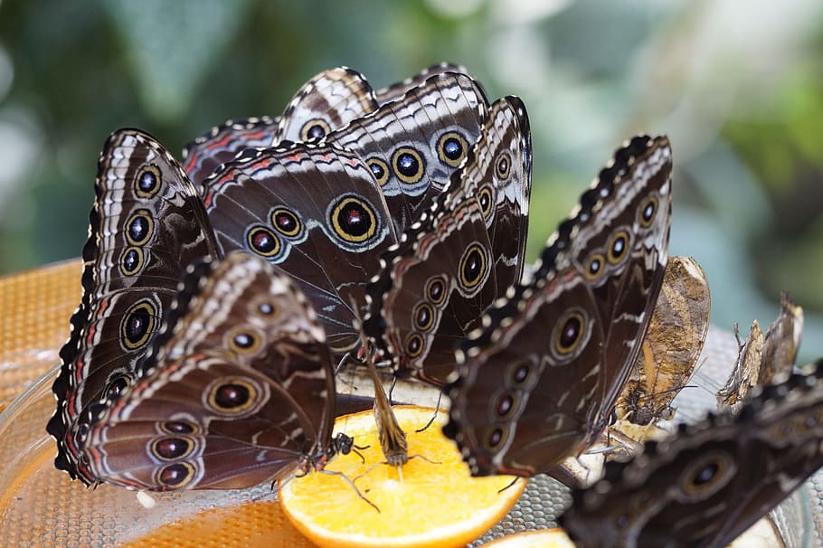 blue morpho, butterfly, rainforest, morpho peleides, close HD wallpaper