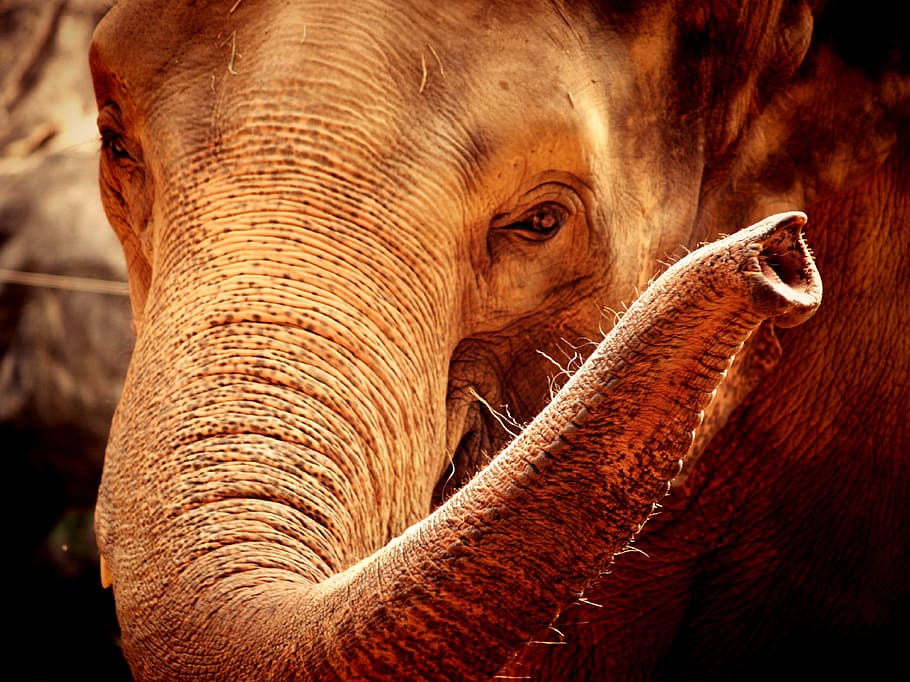 brown elephant, african, aged, animal, big, black, close, closeup