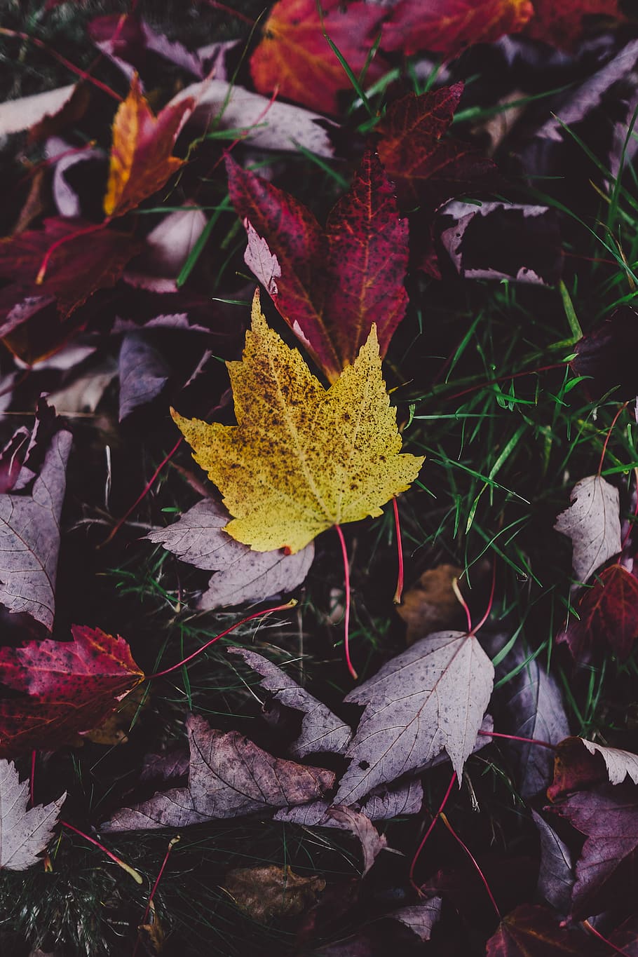 purple and yellow leaves on green grass, photography of fallen maple leaves HD wallpaper