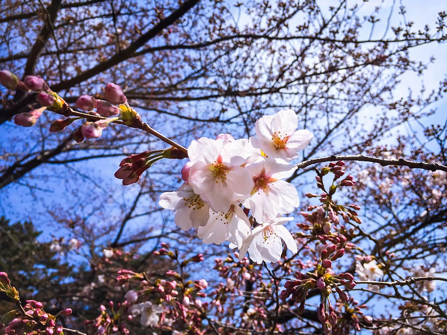 tokyo, spring, cherry, blossom, flower, outdoor, park, japanese HD wallpaper