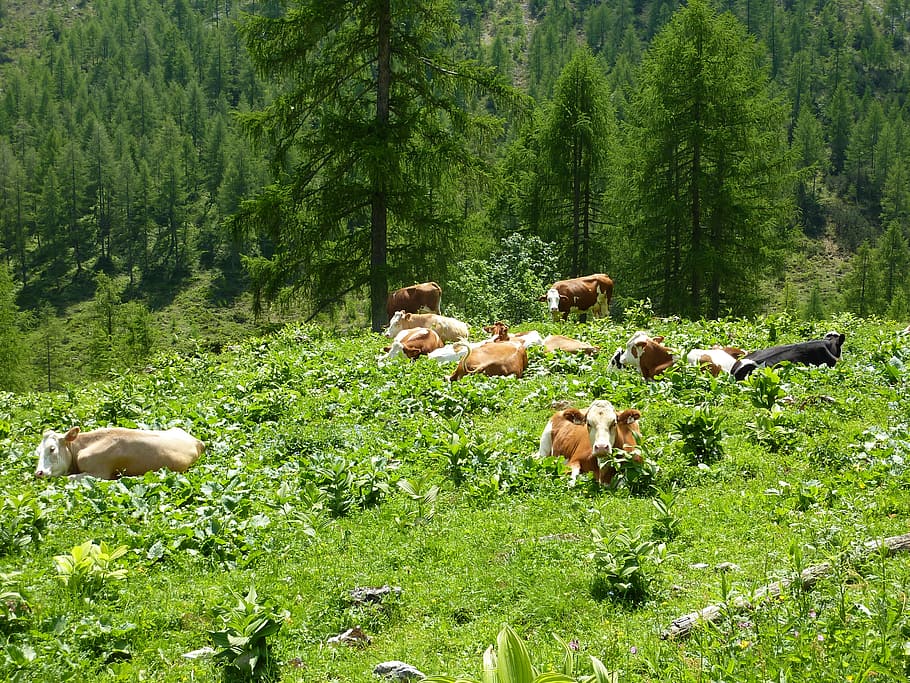 cows, alm, rest, alpine meadow, graze, summer, plant, animal HD wallpaper
