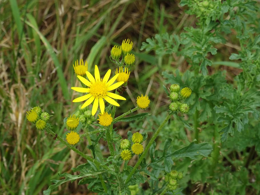 asteroideae, flower, plant, grass, nature, blossom, bright HD wallpaper
