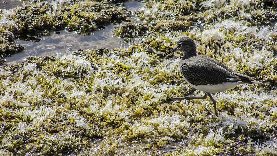 stint, seabird, migratory, nature, wild, fauna, ecosystem, animal HD wallpaper