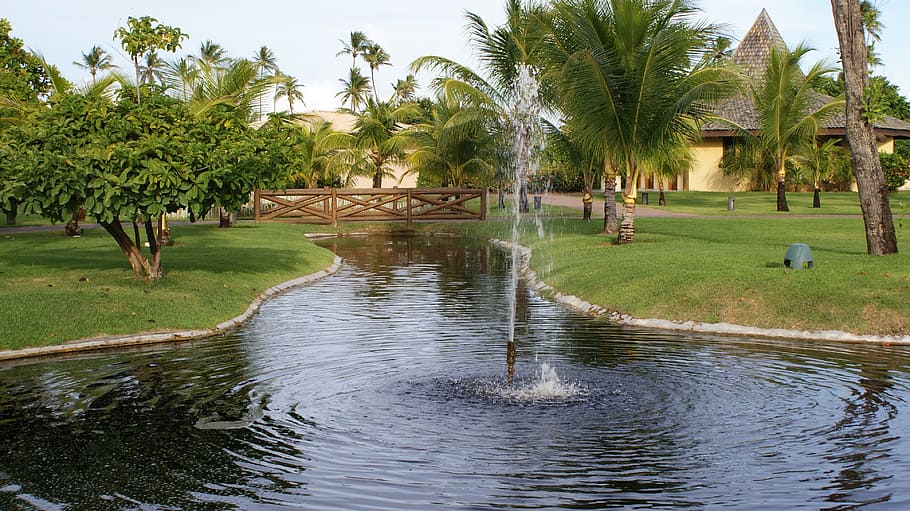 source, rest, garden, tree, plant, palm tree, water, tropical climate HD wallpaper