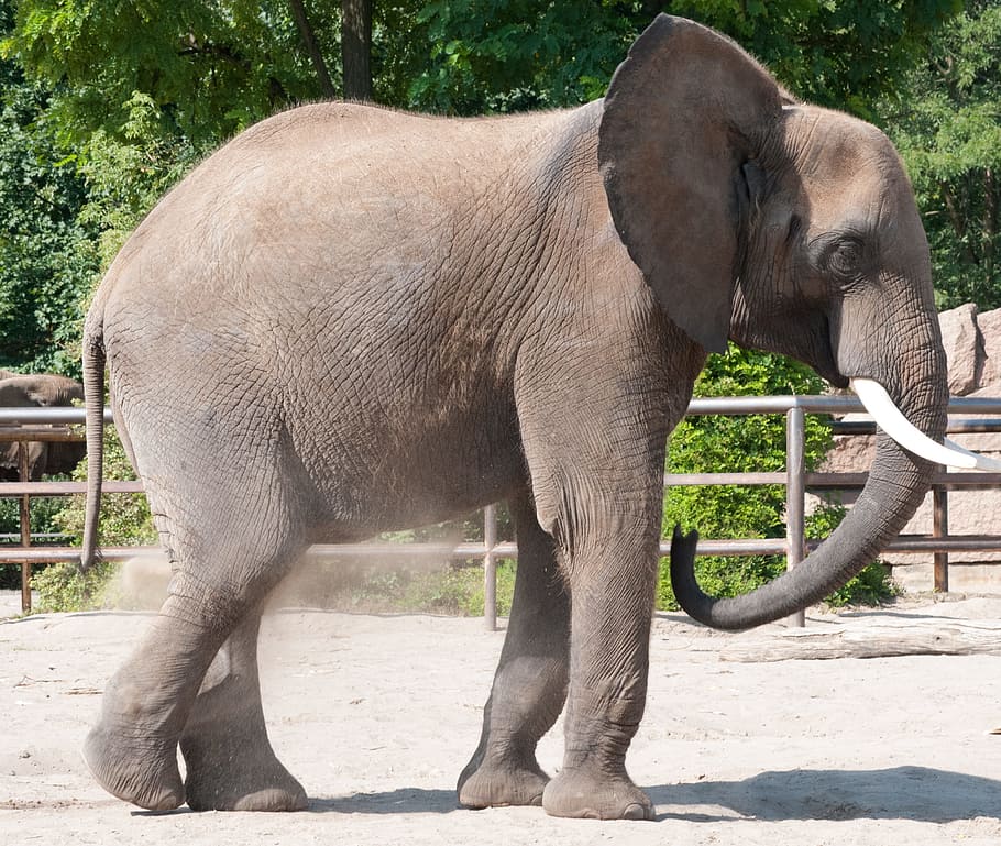 elephant, zoo, summer, animal, wildlife, nature, mammal, safari HD wallpaper