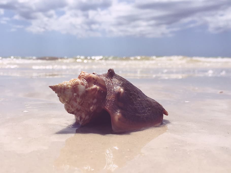 seashell, beach, sand, shore, summer, sunshine, ocean, water HD wallpaper