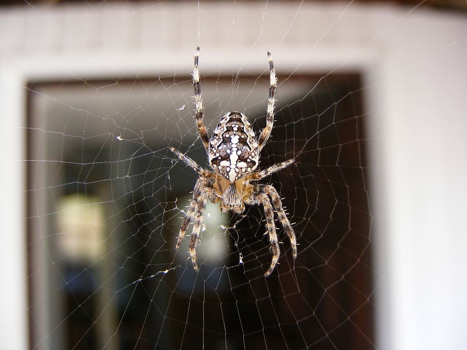 spider, nature, cobweb, macro, insect, closeup, spider web HD wallpaper