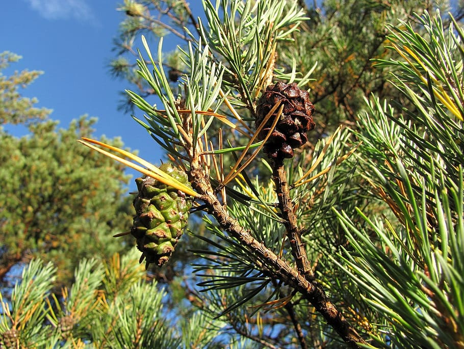 pine cone, tree, needles, plant, growth, beauty in nature, green color HD wallpaper