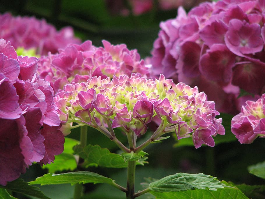 Hydrangea, Bloom, Grow, Flowers, green, pink, nature, garden HD wallpaper