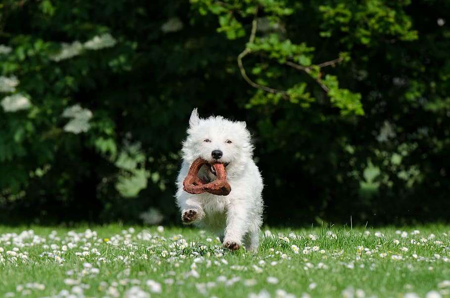 dog holding toy, small dog, funny dog, sweet, playful, attention, HD wallpaper