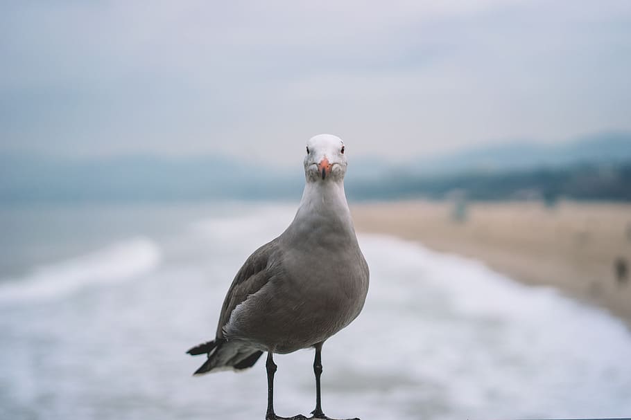 bird, animal, outdoor, animal wildlife, animal themes, animals in the wild HD wallpaper