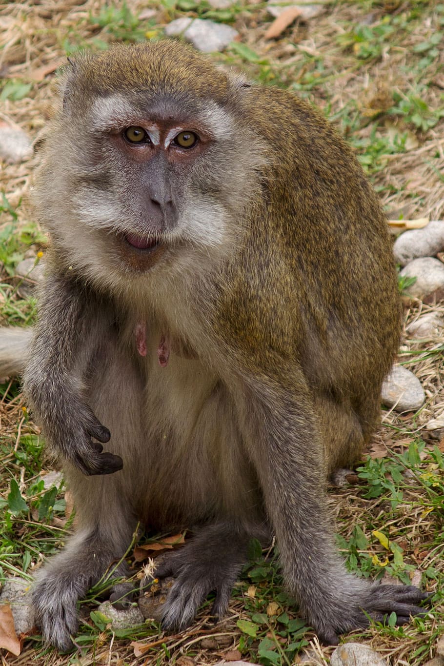 Javanese, Monkey, Macaque, javanese monkey, makake, zoo, animal world, HD wallpaper
