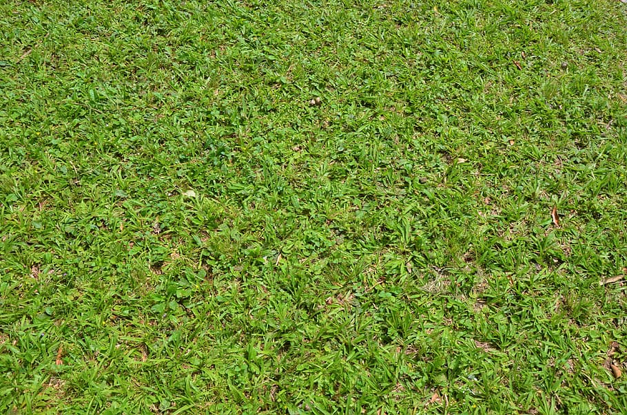 Texture, Background, Green Grass, green color, nature, full frame HD wallpaper