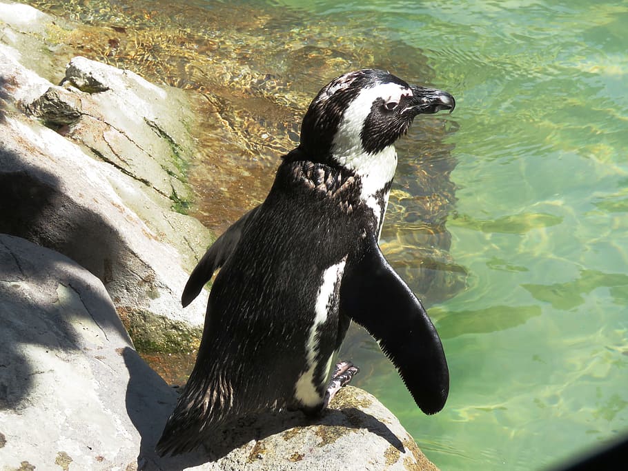 wildlife photography of black and white penguin on rock, Bird HD wallpaper