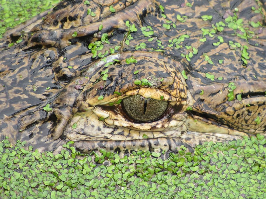 Aligator, Eye, Basking, reptile, one animal, animal wildlife HD wallpaper