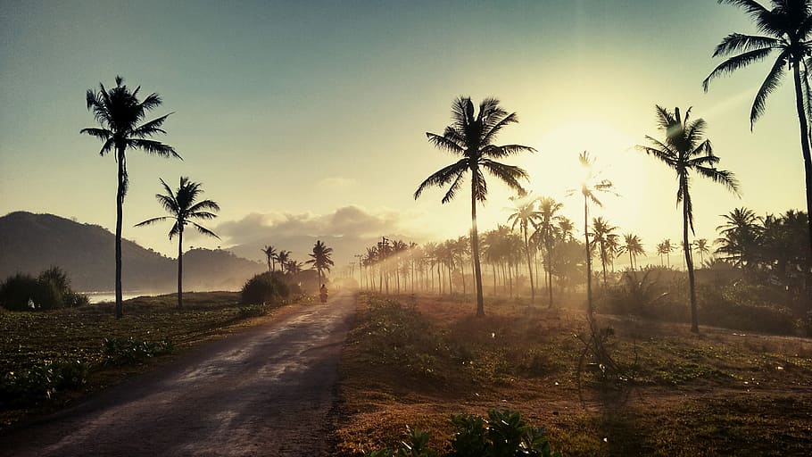 landscape photo of coconut trees, landscape photography of forest HD wallpaper