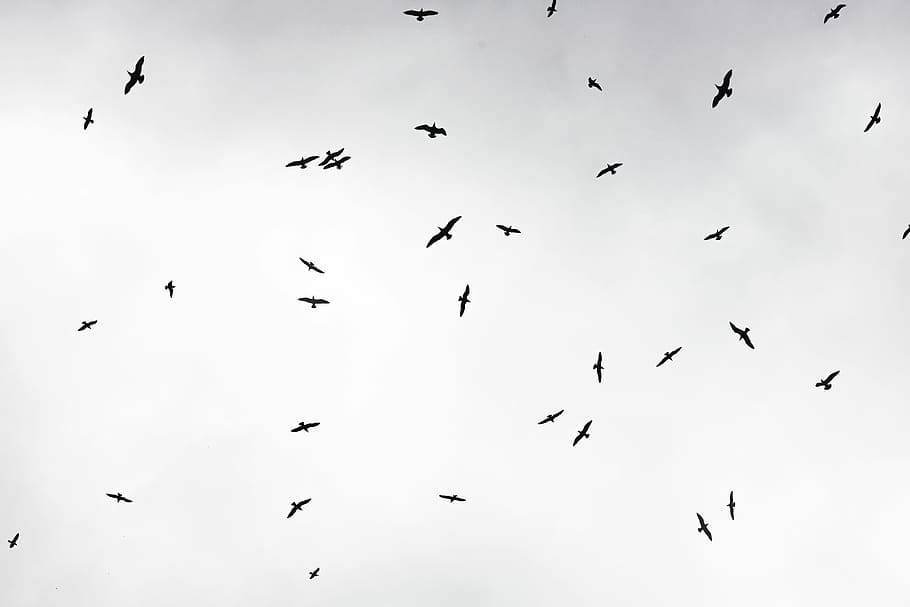 flock of birds flying, sky, xt10, fujifilm, direction, view HD wallpaper
