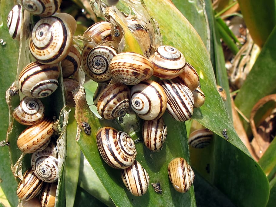 snails, turkey, botany, animal themes, animals in the wild HD wallpaper